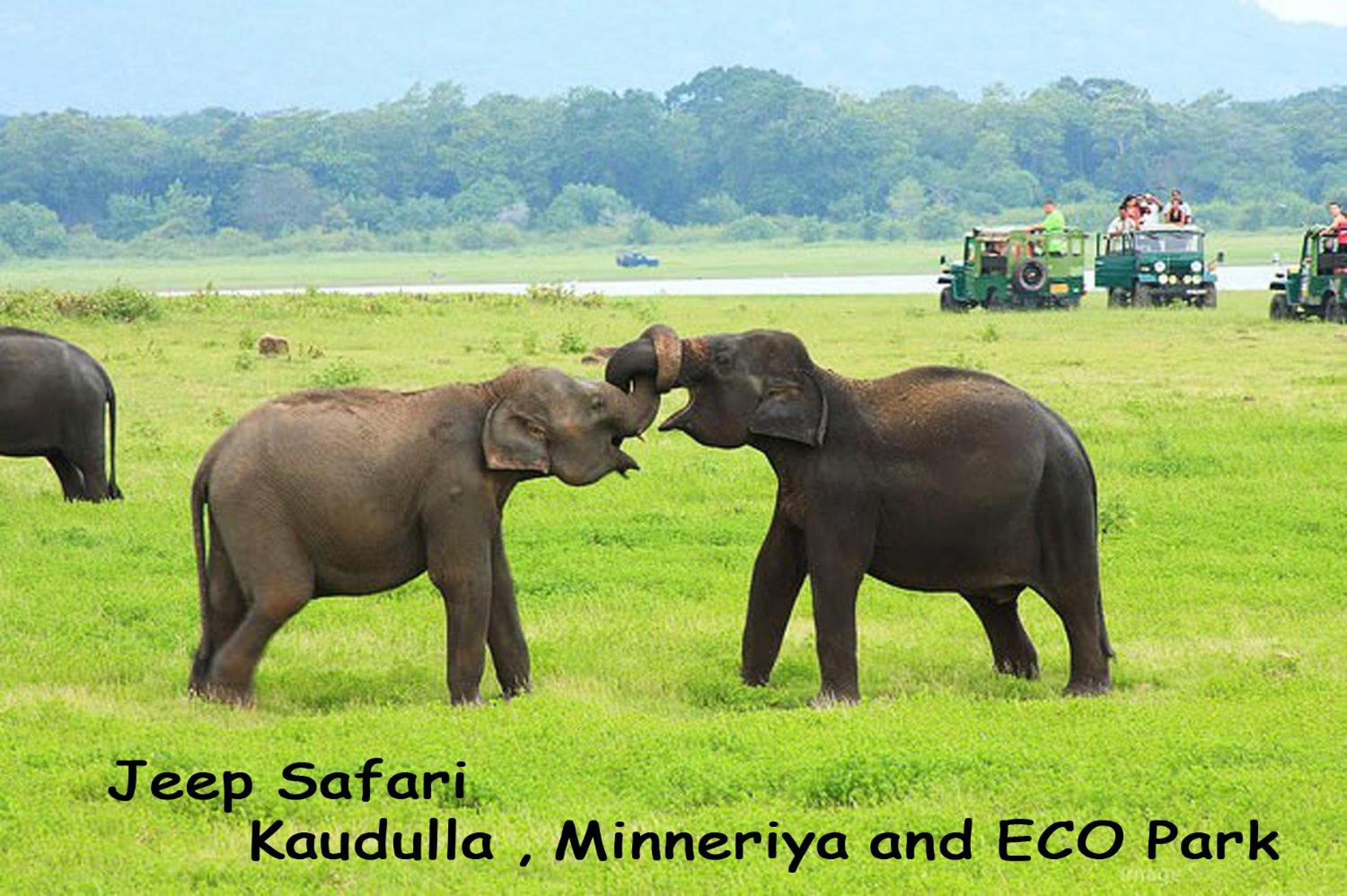 Sigiriya Sun Shine Villa Ngoại thất bức ảnh